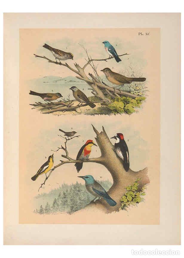 Sammeln von Zeitschriften und Zeitungen: Reproducci&oacute;n/Reproduction 6022712760: The birds of North America New York :Published under the auspi