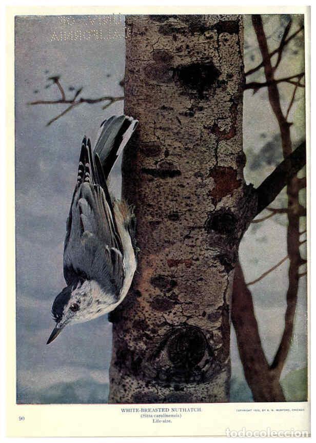 Sammeln von Zeitschriften und Zeitungen: Reproducci&oacute;n/Reproduction 6279977770: Birds of Buzzard's Roost Indianapolis, Ind.,Scott-Miller Compa