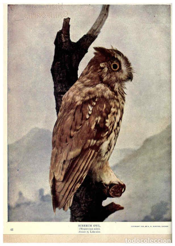 Sammeln von Zeitschriften und Zeitungen: Reproducci&oacute;n/Reproduction 6279970740: Birds of Buzzard's Roost Indianapolis, Ind.,Scott-Miller Compa