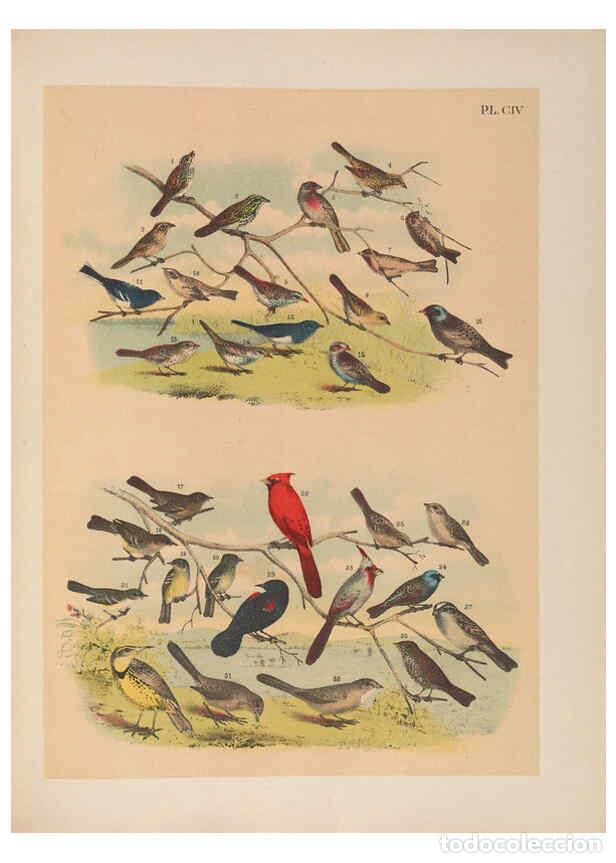 Sammeln von Zeitschriften und Zeitungen: Reproducci&oacute;n/Reproduction 6022162327: The birds of North America New York :Published under the auspi