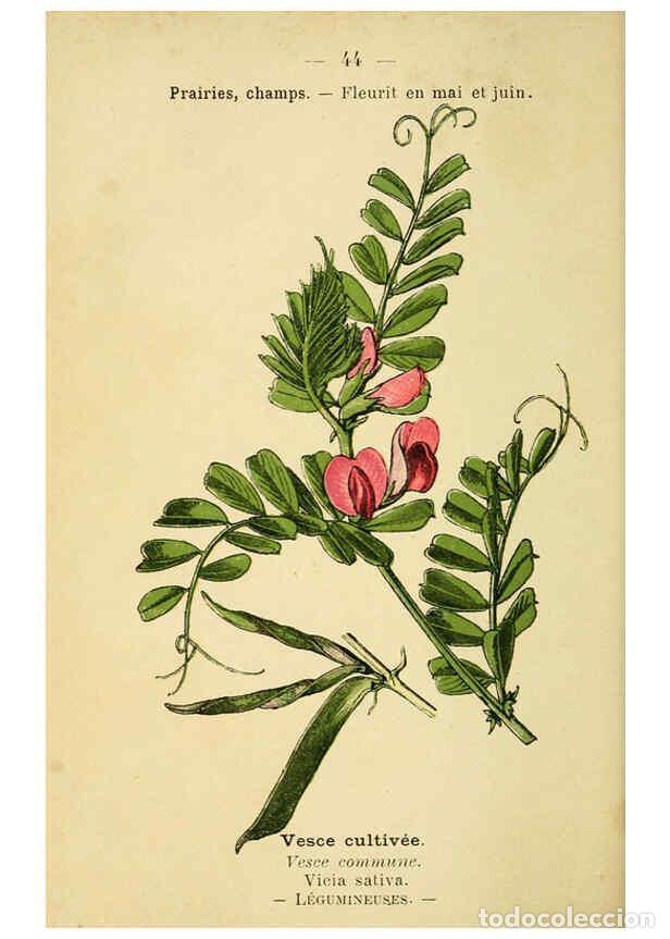 Sammeln von Zeitschriften und Zeitungen: Reproducci&oacute;n/Reproduction 6022001217: Atlas de poche des plantes des champs, des prairies et des boi