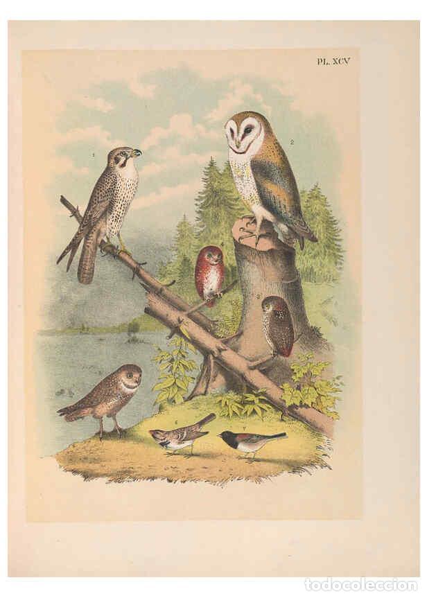 Sammeln von Zeitschriften und Zeitungen: Reproducci&oacute;n/Reproduction 6022157977: The birds of North America New York :Published under the auspi