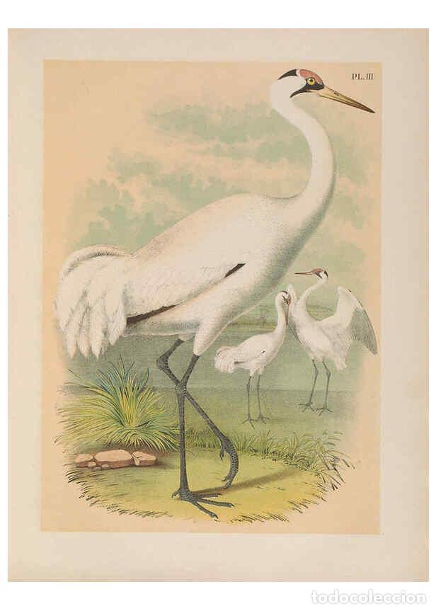 Sammeln von Zeitschriften und Zeitungen: Reproducci&oacute;n/Reproduction 6022681808: The birds of North America New York :Published under the auspi