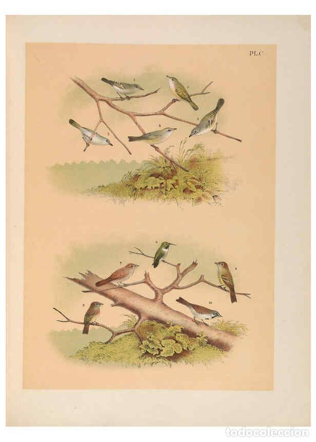 Sammeln von Zeitschriften und Zeitungen: Reproducci&oacute;n/Reproduction 6022160071: The birds of North America New York :Published under the auspi