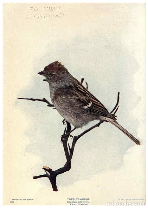 Sammeln von Zeitschriften und Zeitungen: Reproducci&oacute;n/Reproduction 6279978574: Birds of Buzzard's Roost Indianapolis, Ind.,Scott-Miller Compa