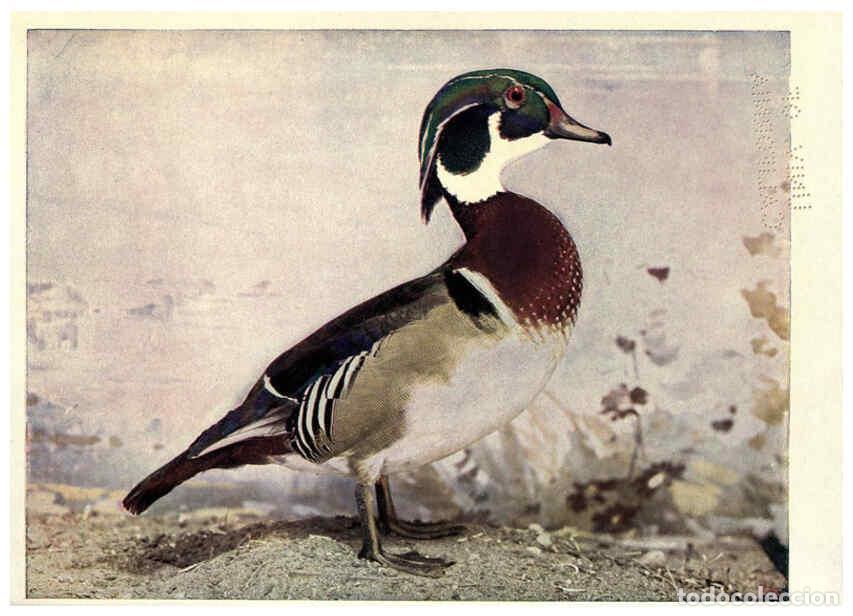 Sammeln von Zeitschriften und Zeitungen: Reproducci&oacute;n/Reproduction 6279451693: Birds of Buzzard's Roost Indianapolis, Ind.,Scott-Miller Compa