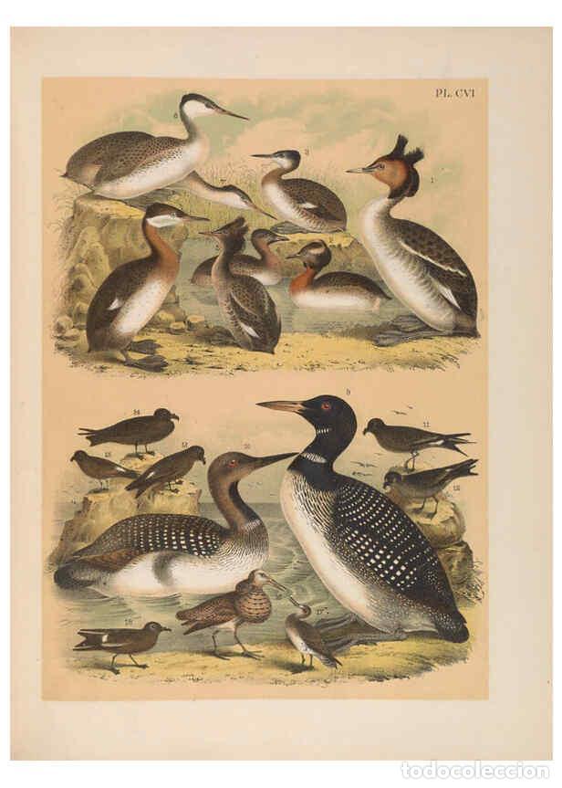 Sammeln von Zeitschriften und Zeitungen: Reproducci&oacute;n/Reproduction 6022720482: The birds of North America New York :Published under the auspi