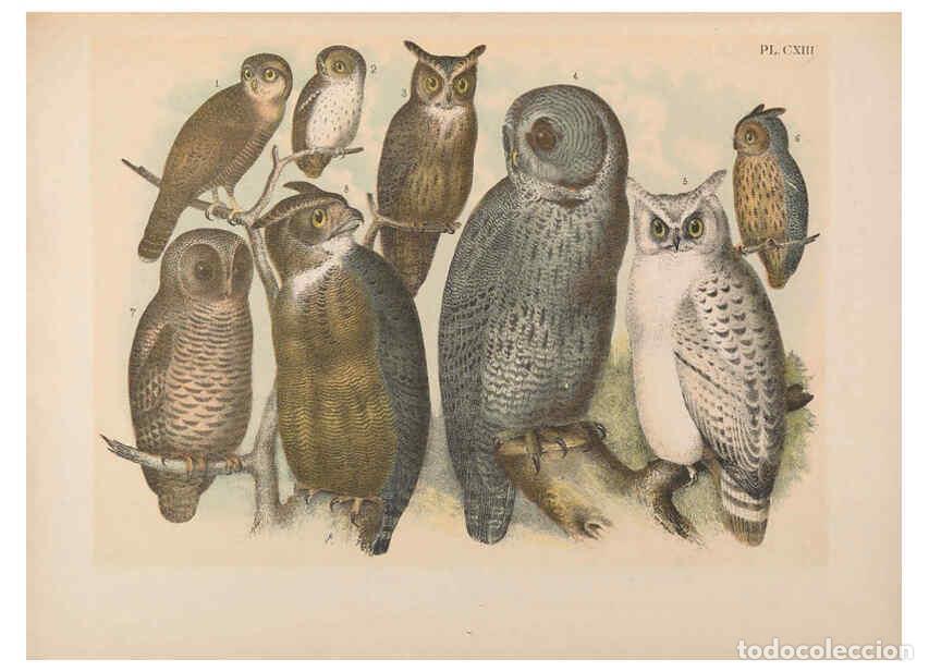 Sammeln von Zeitschriften und Zeitungen: Reproducci&oacute;n/Reproduction 6022166541: The birds of North America New York :Published under the auspi