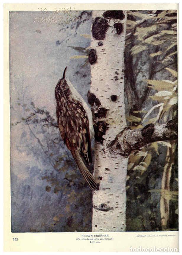 Sammeln von Zeitschriften und Zeitungen: Reproducci&oacute;n/Reproduction 6279458093: Birds of Buzzard's Roost Indianapolis, Ind.,Scott-Miller Compa