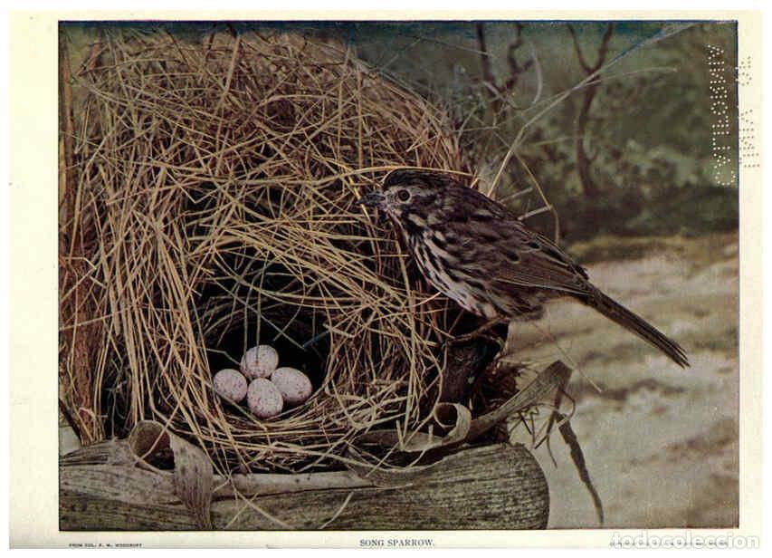 Sammeln von Zeitschriften und Zeitungen: Reproducci&oacute;n/Reproduction 6279972498: Birds of Buzzard's Roost Indianapolis, Ind.,Scott-Miller Compa