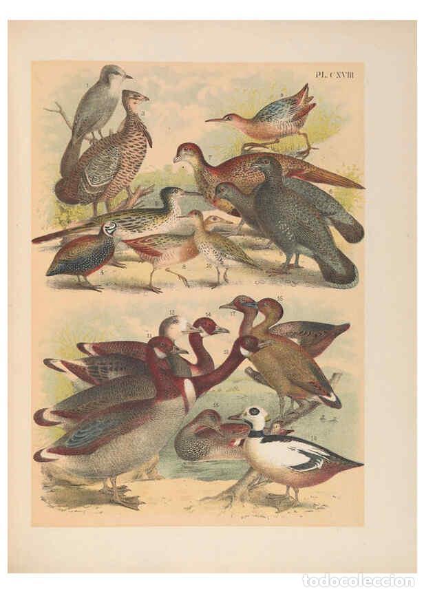 Sammeln von Zeitschriften und Zeitungen: Reproducci&oacute;n/Reproduction 6022726774: The birds of North America New York :Published under the auspi