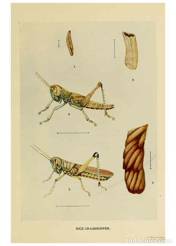 Sammeln von Zeitschriften und Zeitungen: Reproducci&oacute;n/Reproduction 6280033214: Indian insect life Calcutta ;Thacker, Spink & Co., W. Thacker