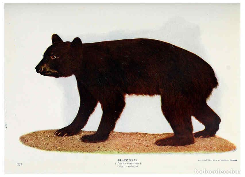 Sammeln von Zeitschriften und Zeitungen: Reproducci&oacute;n/Reproduction 6276951788: Nature neighbors. v.5. Chicago,American Audobon association[c1