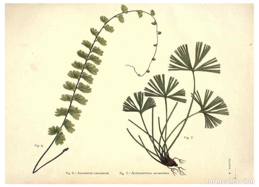 Sammeln von Zeitschriften und Zeitungen: Reproducci&oacute;n/Reproduction 6025228501: Album of Indian ferns London :W. Day, 1887 - C.E. Baynes