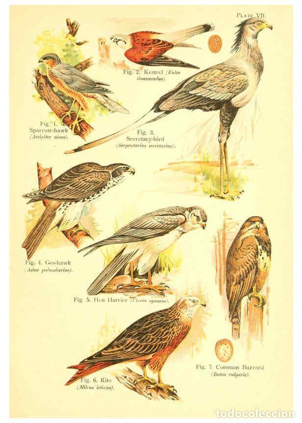 Collectionnisme de Revues et Journaux: Reproducci&oacute;n/Reproduction 6022263140: A book of birds London,Sidney Appleton,1908 - William Playne P