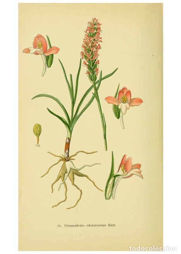 Collectionnisme de Revues et Journaux: Reproducci&oacute;n/Reproduction 6022122922: Abbildungen der in Deutschland und den angrenzenden gebieten v