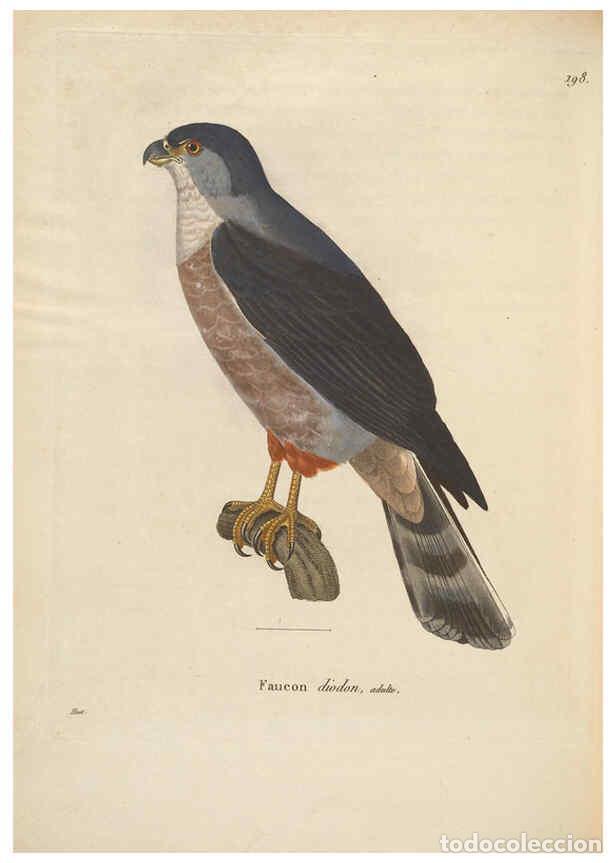 Collectionnisme de Revues et Journaux: Reproducci&oacute;n/Reproduction 6285704373: Nouveau recueil de planches colori&eacute;es d'oiseaux A Strasbourgh