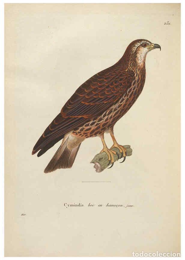 Collectionnisme de Revues et Journaux: Reproducci&oacute;n/Reproduction 6285710949: Nouveau recueil de planches colori&eacute;es d'oiseaux A Strasbourgh