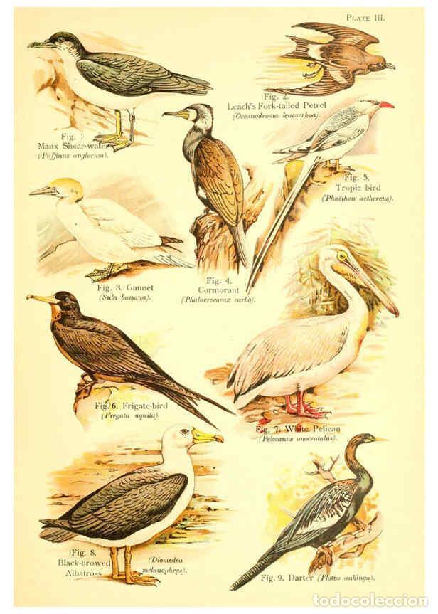 Collectionnisme de Revues et Journaux: Reproducci&oacute;n/Reproduction 6021706135: A book of birds London,Sidney Appleton,1908 - William Playne P