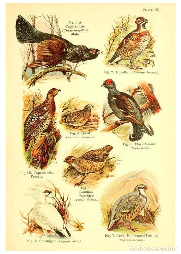 Collectionnisme de Revues et Journaux: Reproducci&oacute;n/Reproduction 6022265374: A book of birds London,Sidney Appleton,1908 - William Playne P