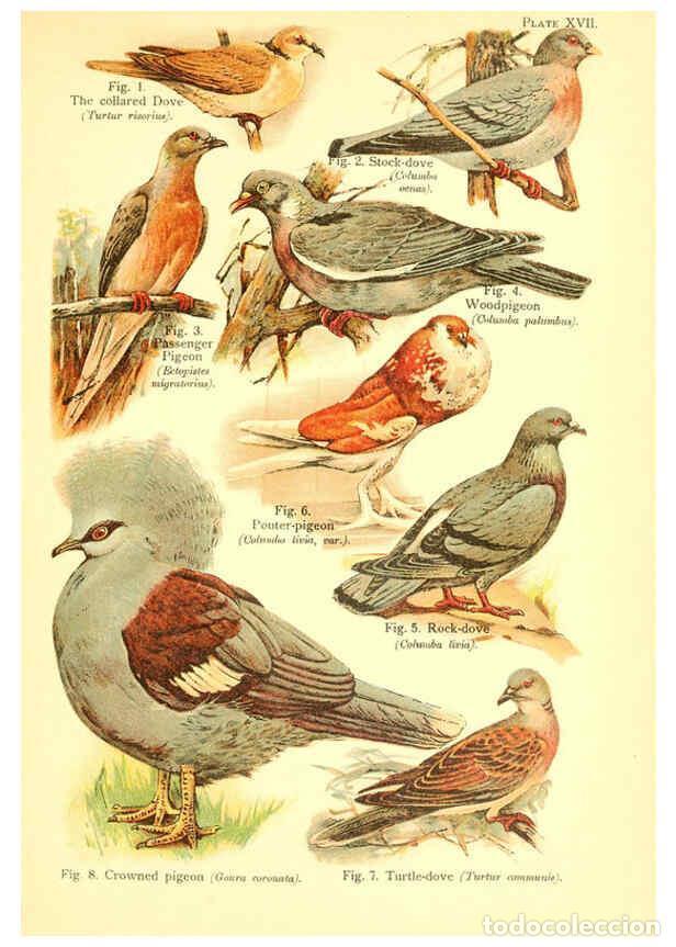 Collectionnisme de Revues et Journaux: Reproducci&oacute;n/Reproduction 6021711131: A book of birds London,Sidney Appleton,1908 - William Playne P