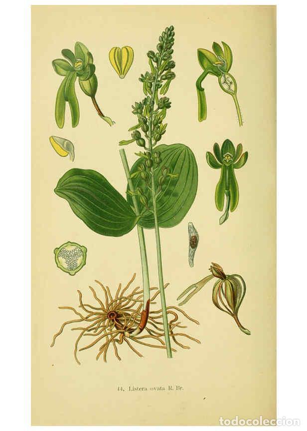 Collectionnisme de Revues et Journaux: Reproducci&oacute;n/Reproduction 6022127046: Abbildungen der in Deutschland und den angrenzenden gebieten v