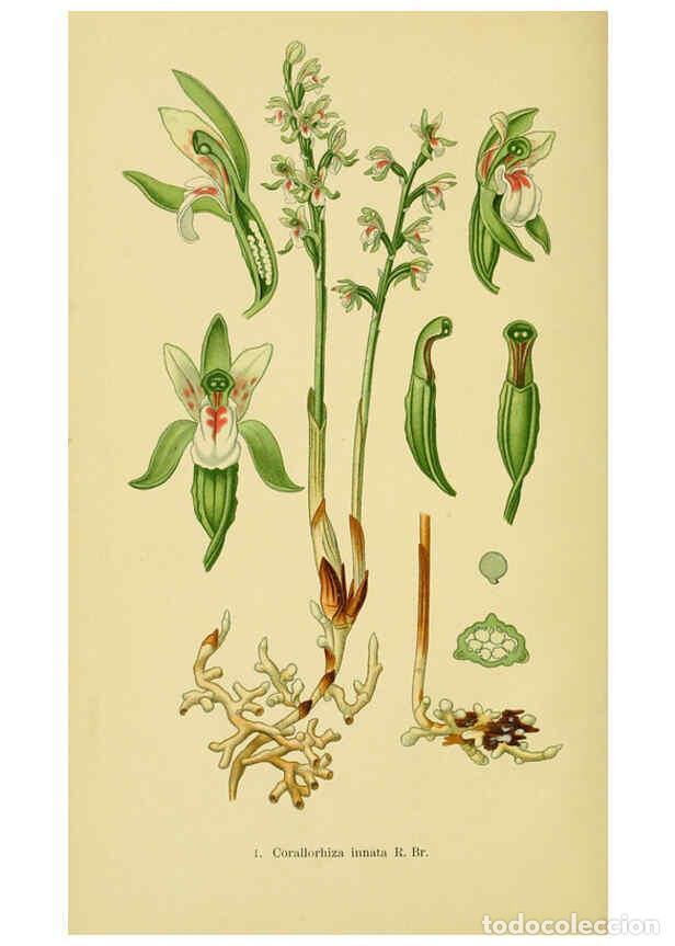 Collectionnisme de Revues et Journaux: Reproducci&oacute;n/Reproduction 6021555819: Abbildungen der in Deutschland und den angrenzenden gebieten v