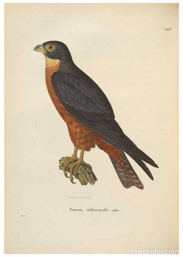 Collectionnisme de Revues et Journaux: Reproducci&oacute;n/Reproduction 6286225946: Nouveau recueil de planches colori&eacute;es d'oiseaux A Strasbourgh