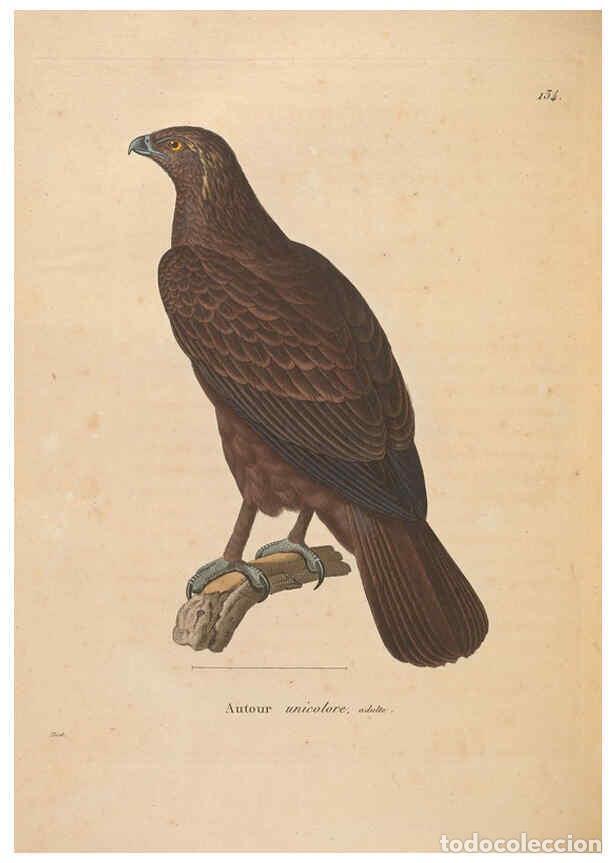 Collectionnisme de Revues et Journaux: Reproducci&oacute;n/Reproduction 6285711779: Nouveau recueil de planches colori&eacute;es d'oiseaux A Strasbourgh