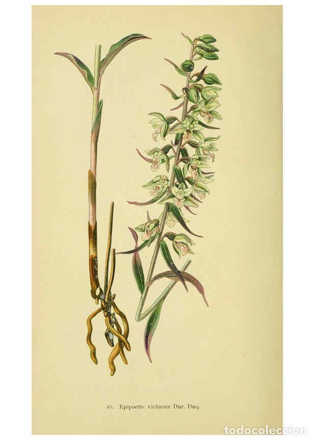 Collectionnisme de Revues et Journaux: Reproducci&oacute;n/Reproduction 6021573515: Abbildungen der in Deutschland und den angrenzenden gebieten v