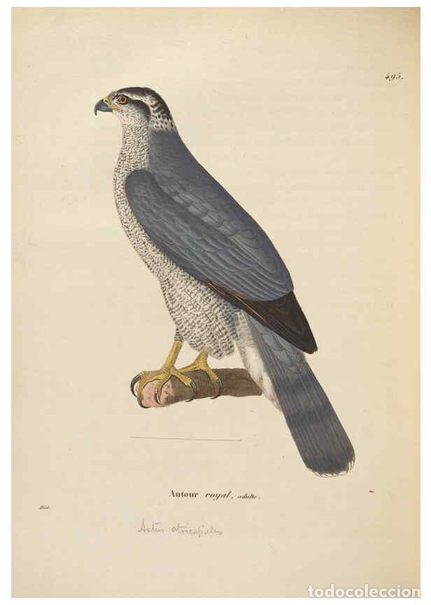 Collectionnisme de Revues et Journaux: Reproducci&oacute;n/Reproduction 6286233444: Nouveau recueil de planches colori&eacute;es d'oiseaux A Strasbourgh