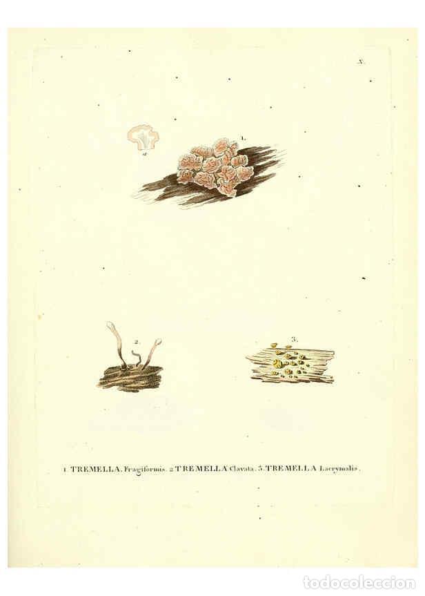 Collectionnisme de Revues et Journaux: Reproducci&oacute;n/Reproduction 6283594905: Icones pictae specierum rariorum fungorum in synopsi methodica