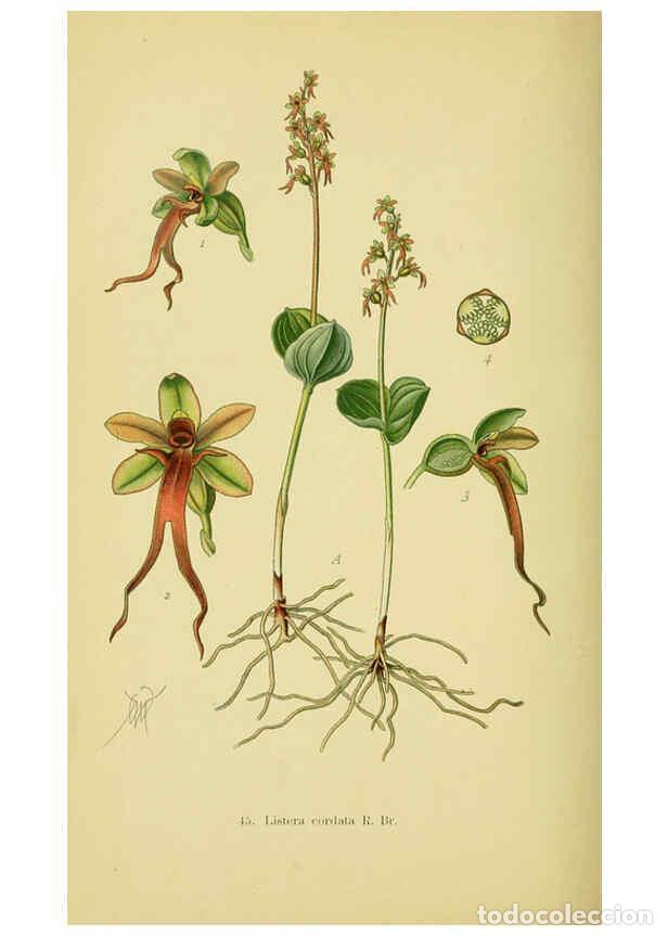 Collectionnisme de Revues et Journaux: Reproducci&oacute;n/Reproduction 6022127362: Abbildungen der in Deutschland und den angrenzenden gebieten v