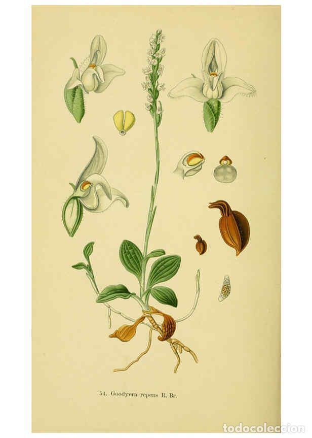 Collectionnisme de Revues et Journaux: Reproducci&oacute;n/Reproduction 6022130220: Abbildungen der in Deutschland und den angrenzenden gebieten v