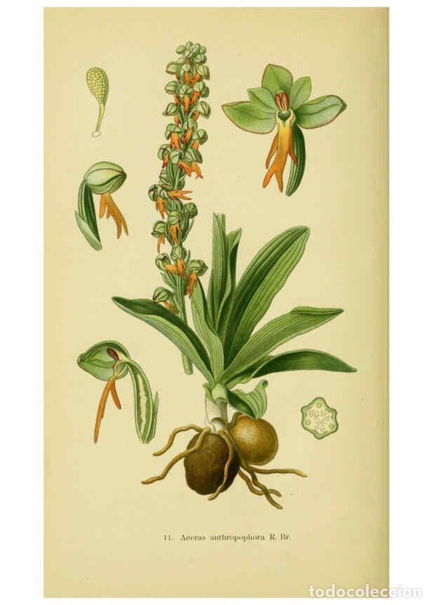 Collectionnisme de Revues et Journaux: Reproducci&oacute;n/Reproduction 6022114748: Abbildungen der in Deutschland und den angrenzenden gebieten v