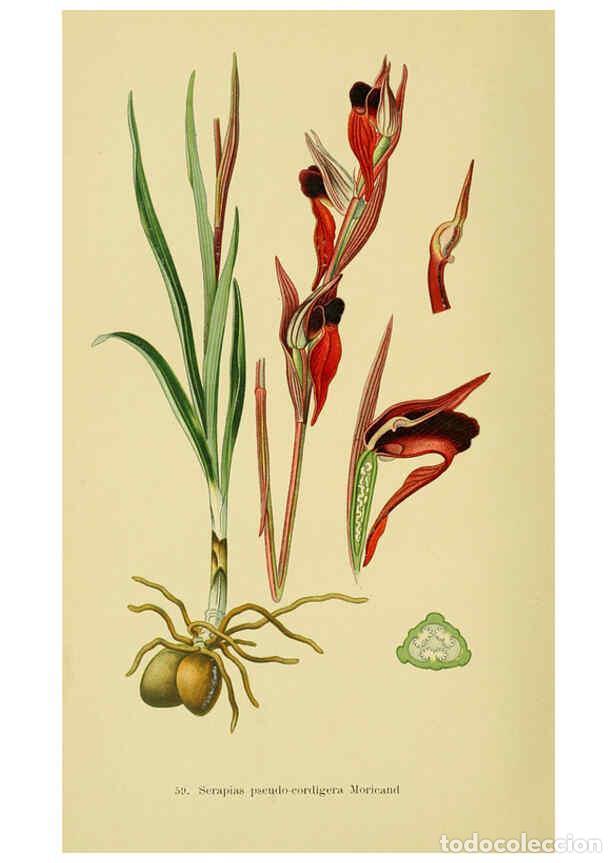 Collectionnisme de Revues et Journaux: Reproducci&oacute;n/Reproduction 6022132074: Abbildungen der in Deutschland und den angrenzenden gebieten v