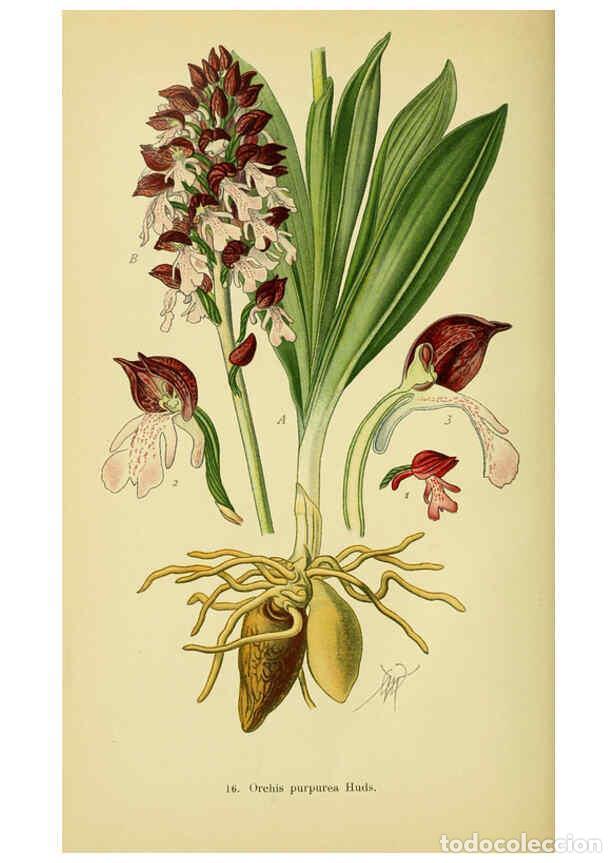 Collection Magazines and Newspapers: Reproducci&oacute;n/Reproduction 6022116912: Abbildungen der in Deutschland und den angrenzenden gebieten v