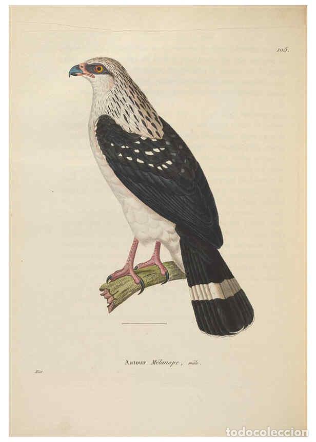 Collection Magazines and Newspapers: Reproducci&oacute;n/Reproduction 6286234264: Nouveau recueil de planches colori&eacute;es d'oiseaux A Strasbourgh