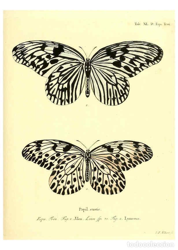 Collection Magazines and Newspapers: Reproducci&oacute;n/Reproduction 6011998347: Die ausl&auml;ndischen Schmetterlinge in Abbildungen nach der Natur