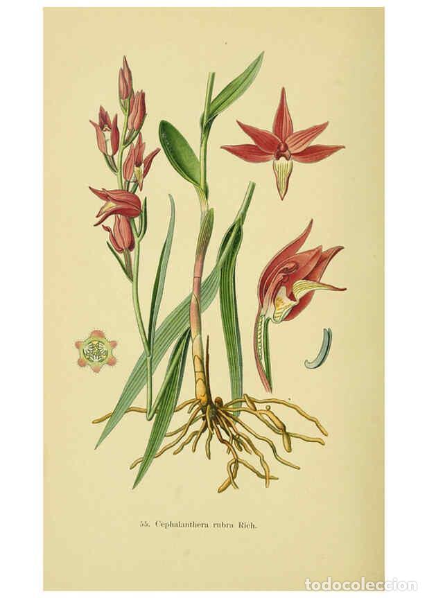 Collection Magazines and Newspapers: Reproducci&oacute;n/Reproduction 6022130488: Abbildungen der in Deutschland und den angrenzenden gebieten v