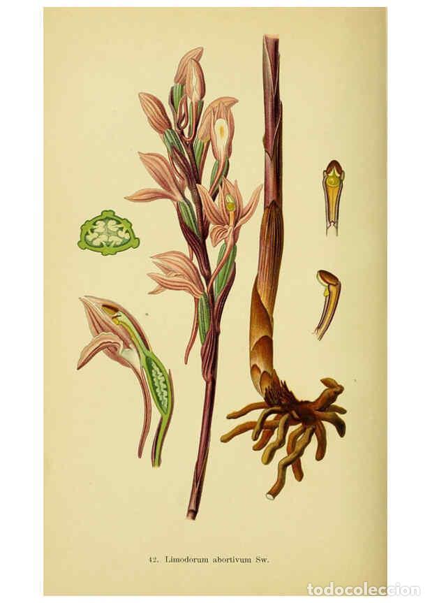 Collection Magazines and Newspapers: Reproducci&oacute;n/Reproduction 6021571255: Abbildungen der in Deutschland und den angrenzenden gebieten v