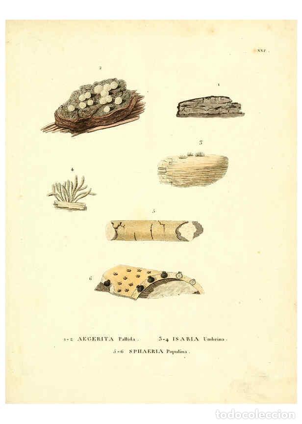 Collection Magazines and Newspapers: Reproducci&oacute;n/Reproduction 6284116724: Icones pictae specierum rariorum fungorum in synopsi methodica