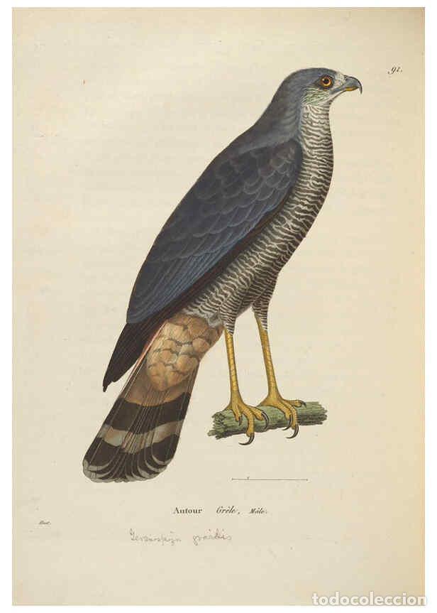 Collection Magazines and Newspapers: Reproducci&oacute;n/Reproduction 6286235144: Nouveau recueil de planches colori&eacute;es d'oiseaux A Strasbourgh