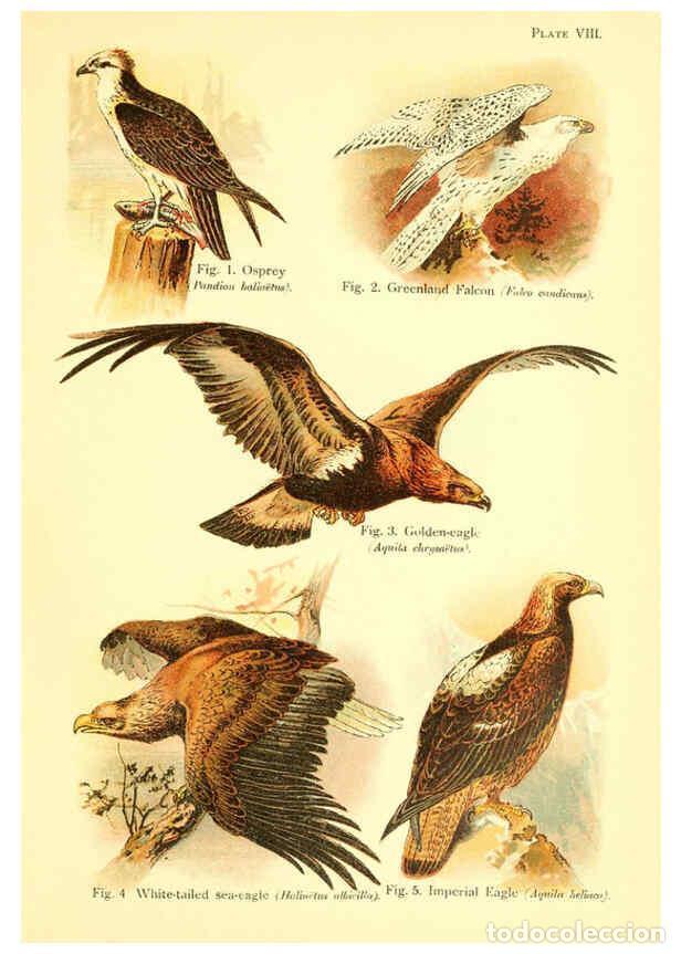 Collection Magazines and Newspapers: Reproducci&oacute;n/Reproduction 6022263476: A book of birds London,Sidney Appleton,1908 - William Playne P