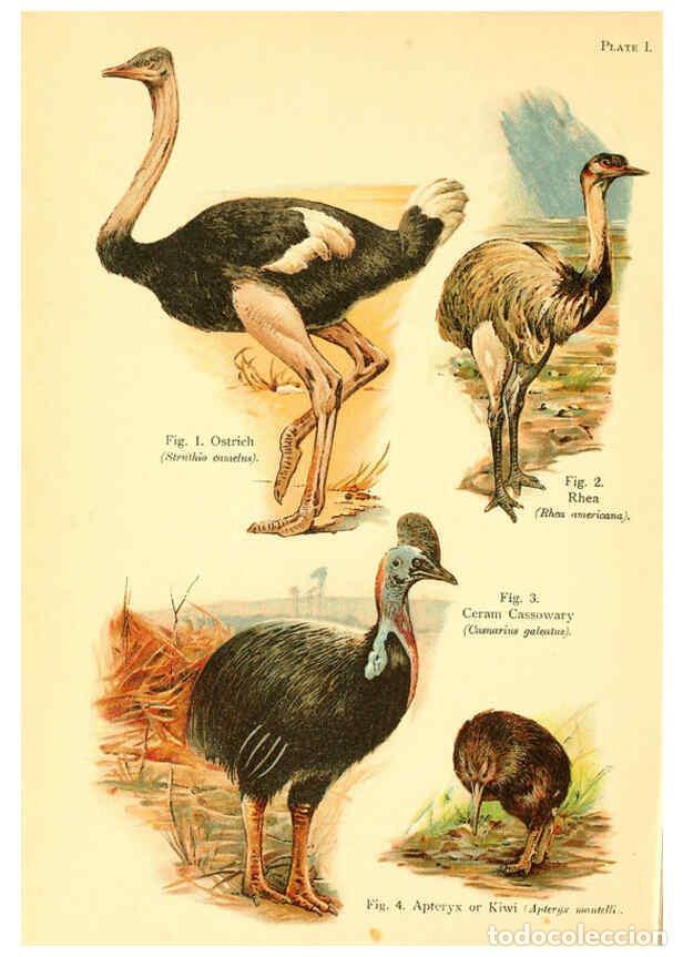 Collection Magazines and Newspapers: Reproducci&oacute;n/Reproduction 6021705365: A book of birds London,Sidney Appleton,1908 - William Playne P