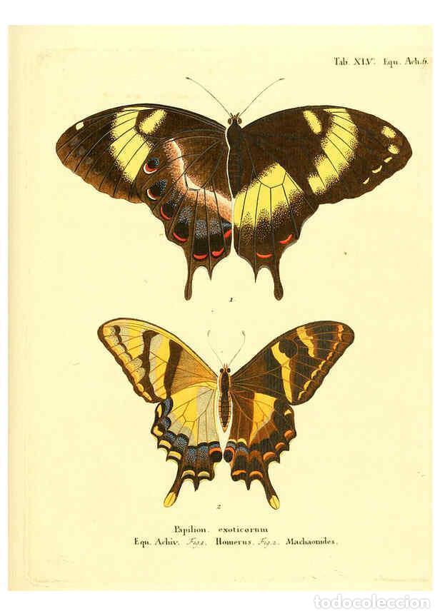 Collection Magazines and Newspapers: Reproducci&oacute;n/Reproduction 6012546328: Die ausl&auml;ndischen Schmetterlinge in Abbildungen nach der Natur