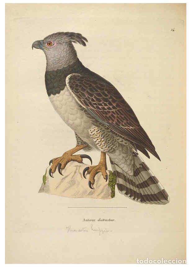 Collection Magazines and Newspapers: Reproducci&oacute;n/Reproduction 6285712403: Nouveau recueil de planches colori&eacute;es d'oiseaux A Strasbourgh