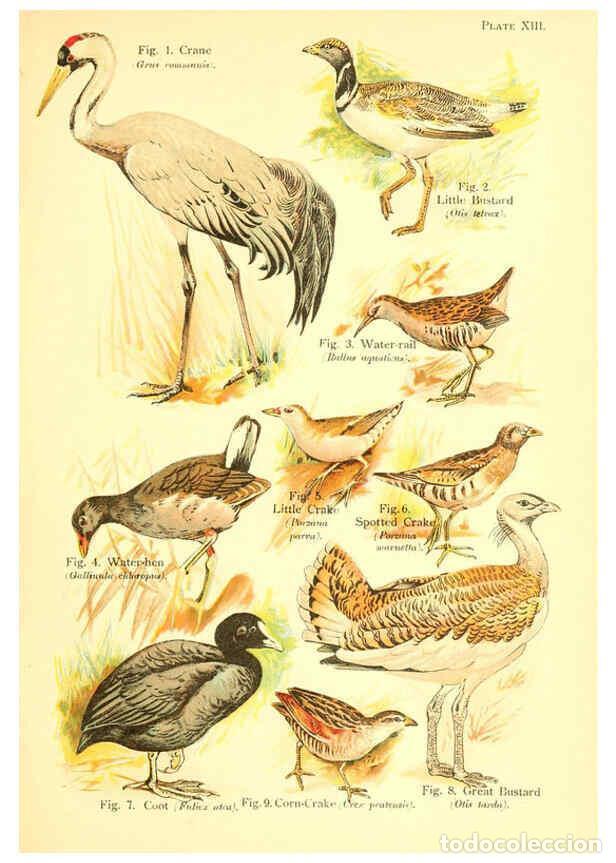 Collection Magazines and Newspapers: Reproducci&oacute;n/Reproduction 6022265690: A book of birds London,Sidney Appleton,1908 - William Playne P