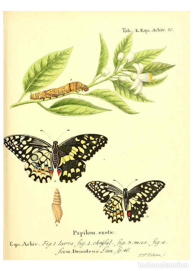 Collection Magazines and Newspapers: Reproducci&oacute;n/Reproduction 6012001607: Die ausl&auml;ndischen Schmetterlinge in Abbildungen nach der Natur