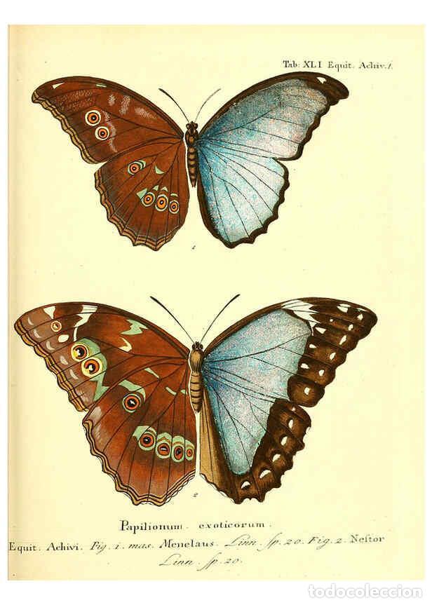 Collection Magazines and Newspapers: Reproducci&oacute;n/Reproduction 6011998617: Die ausl&auml;ndischen Schmetterlinge in Abbildungen nach der Natur